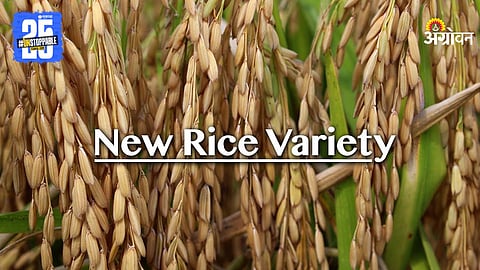New Rice Variety