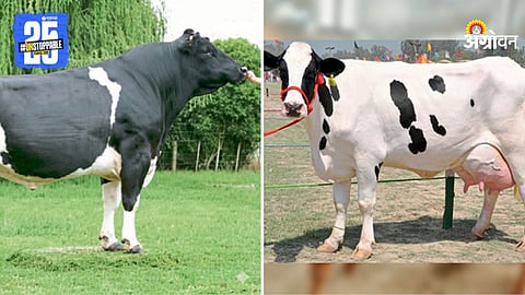 Cattle breeding techniques