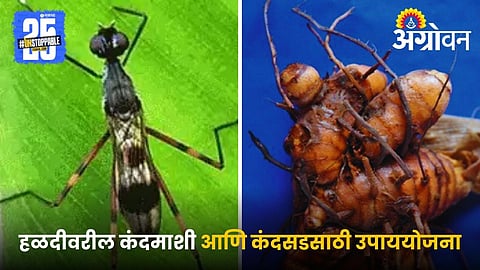 Turmeric Disease Pest