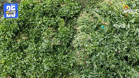 Vegetable market rate drop