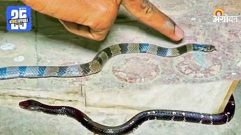 Snake venom detection technology