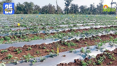 Watermelon Crop Technology
