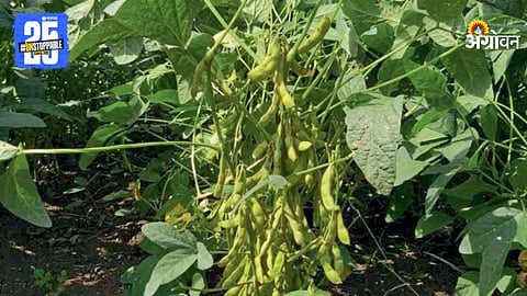MAUS-725 soybean