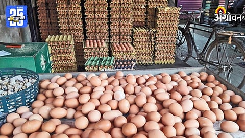 Egg Export