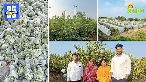Guava Farming