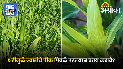 Jowar Crop Care