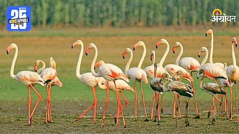 Flamingo birds expected at Ujani Dam