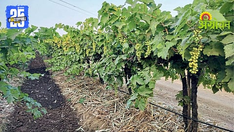 Climate Change Impact