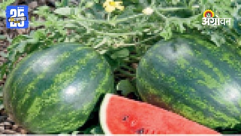 Watermelon Farming