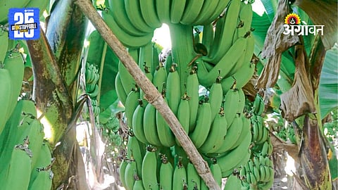Banana Farming