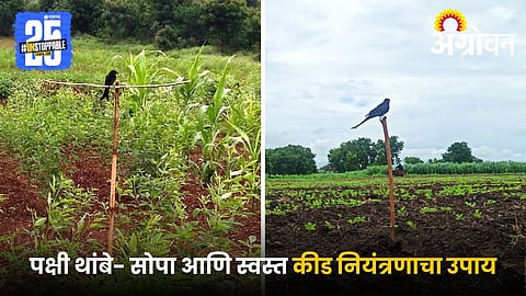 Bird perches in farming