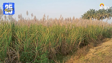 Sugarcane Farming