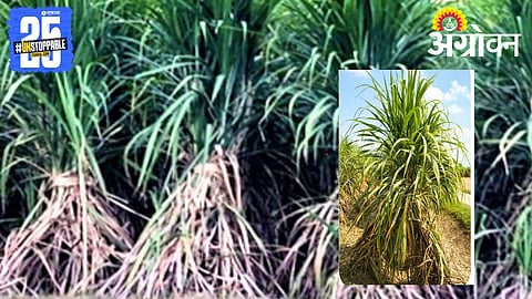 New Sugarcane Variety Bismil