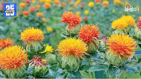 Safflower