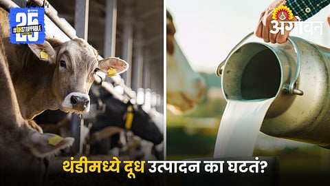 Winter Effect on livestock