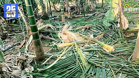 Crop Damage
