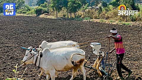 Groundnut Farming