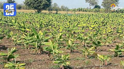 Banana Crop