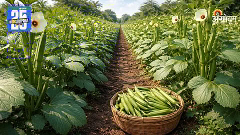 Okra Farming