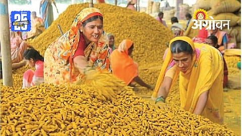 Turmeric Price Trend