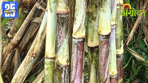 New Sugarcane Variety