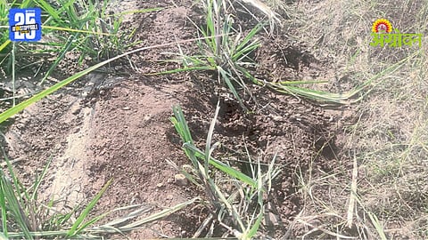 Wildlife Crop Damage