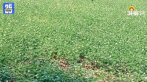 Vegetable Cultivation