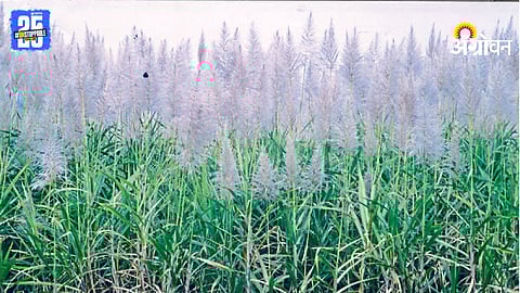 Sugarcane Flowering Issue