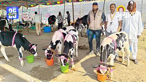 Crossbred Cows Competition