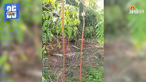 Red Drumstick Variety