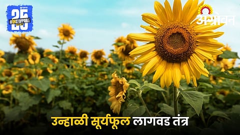 Sunflower Farming
