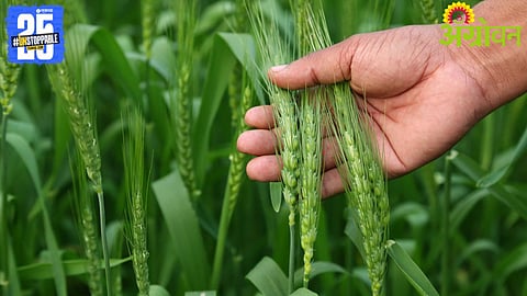 Rabi crop area increased by 3 percent