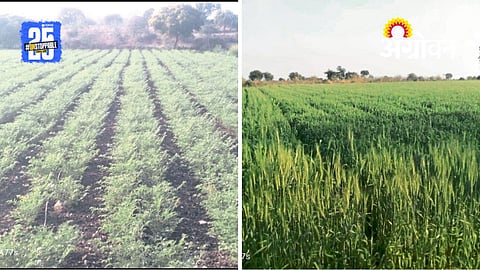 Rabi Crops