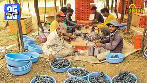 Grape Market
