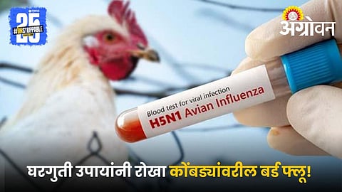 Chicken Bird Flu Control