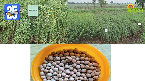 Pigeon Pea Variety