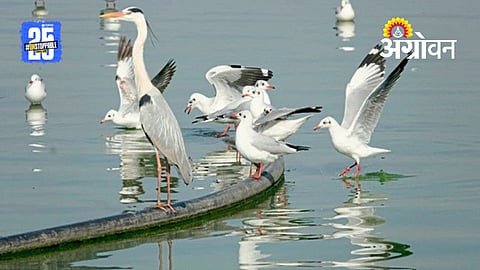 Migratory Birds