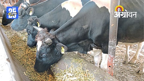 Methane reduction in animal husbandry