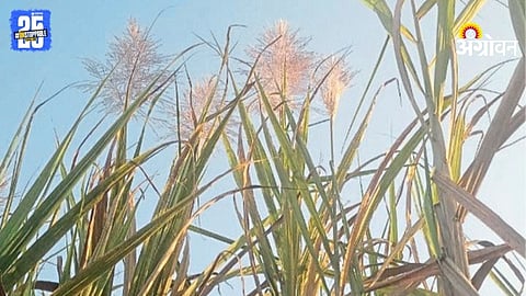 Sugarcane Flowering