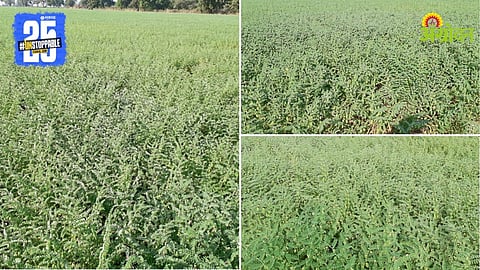 Chana Varieties