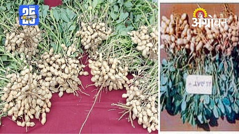 Groundnut Farming