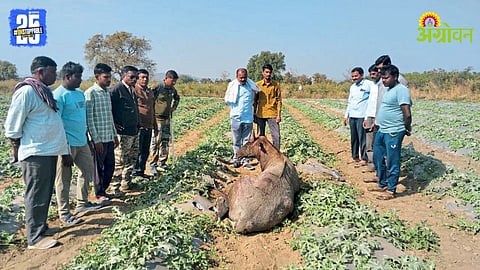Watermelon Crop Damage