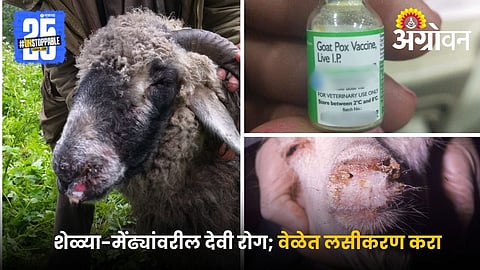 Goat Pox Vaccine