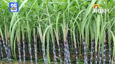 Sugarcane Farming