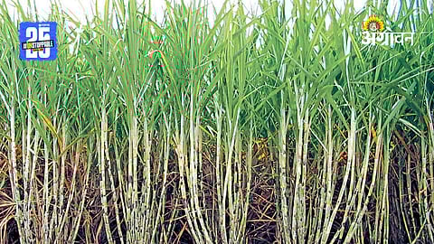 Sugarcane Farming