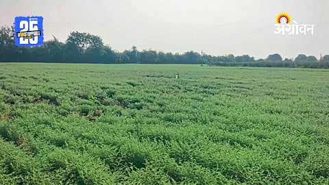 Chana Farming