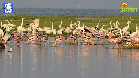 Asian Waterbird Census