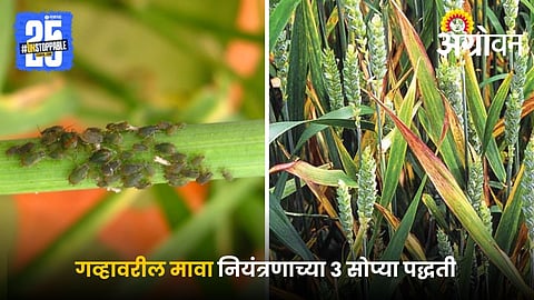 Aphid attack on wheat