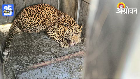 leopard Trapped