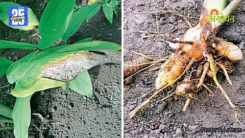 Turmeric Farming